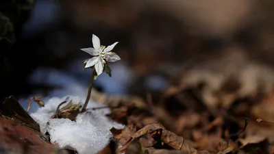 весна — Север мой