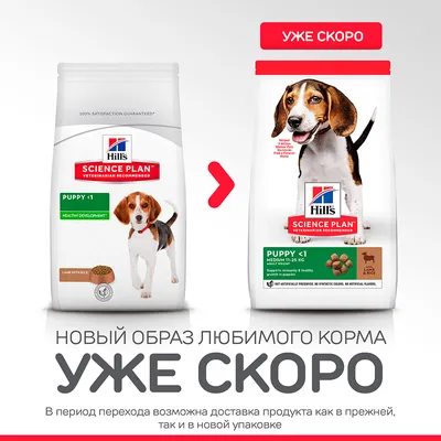 JosiDog (ДжосиДог ) Junior - Корм для щенков всех пород от 2 месяцев купить  Сухой корм для собак собакам | Zoolandia