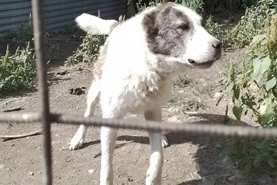 До какого возраста растут собаки, крупных, средних и мелких пород