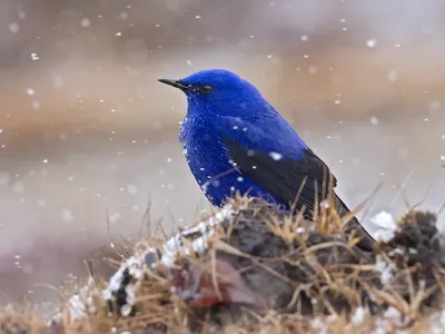 Пестроклювый пеликан - eBird