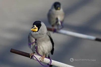 Я буду синица, которая птица выше …» — создано в Шедевруме