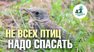 Зловредная майна / Афганский скворец своим агрессивным поведением вытесняет всех  птиц с занимаемой ими территории Майны всеядны насекомые, ягоды, яйца и  даже птенцов других птиц вытаскивают из гнезд Не брезгуют и объедками