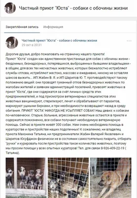 Топ-15 самых дорогих пород собак в мире - Purina.ru