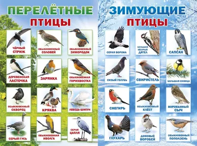 Зимующие птицы. Детям про птиц зимой. - YouTube