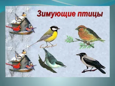 Позитивные зимние фото птиц России — Крылья, лапы, хвост. (Виктор Козлов) —  NewsLand