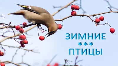 Зимние птицы России - фото и картинки: 60 штук