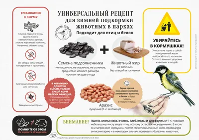Птицы зимой и их зимние голоса | Документальные фильмы о птицах | Дзен