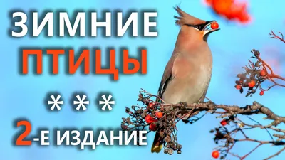 Птицы города Новосибирска и Академгородка
