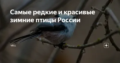 https://stolicaonego.ru/news/v-zapovednike-karelii-napomnili-pro-den-zimujuschih-ptits/