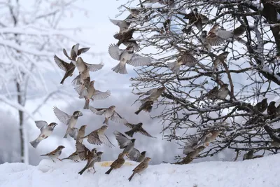 Снегирь — Википедия