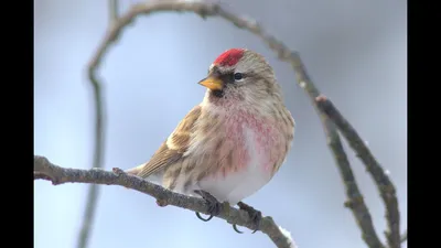 What birds stay for the winter? - YouTube
