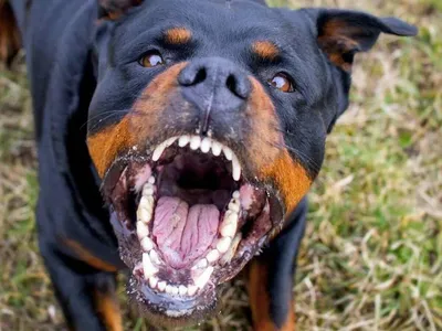 10 Most Angry and Aggressive Dog Breeds in the World - YouTube