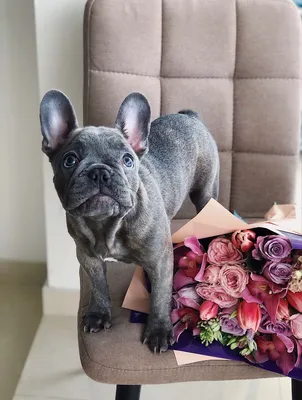 French bulldog | Щенки французского бульдога, Французский бульдог, Бульдог