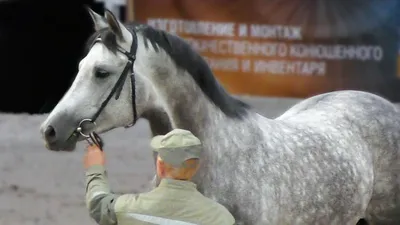 Красивая фотография Французского рысака в высоком разрешении