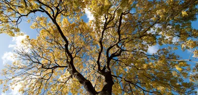 European ash - Fraxinus excelsior | Plants | Kew