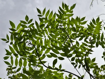 Ash tree - planting, pruning, and advice on caring for it