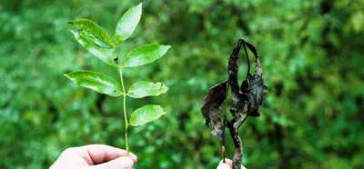 Recognizing ash trees in Oregon, Washington and Northern California | OSU  Extension Service