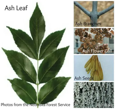 Ash mythology and folklore | Trees for Life