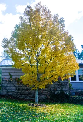 Fraxinus pennsylvanica (green ash): Go Botany