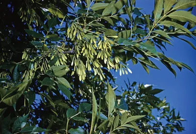 Fraxinus quadrangulata - Wikipedia