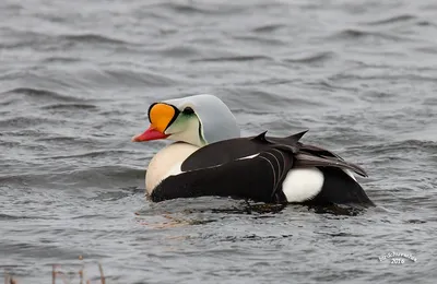 Любители птиц - Гага-гребенушка / King Eider (лат.... | Facebook