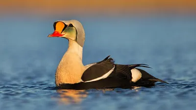 Любители птиц - Чернозобая #гагара / Black-throated loon (лат. Gavia  arctica) — птица из рода гагар (Gavia). Автор снимка: Erkko Badermann  (@erkkob) Локация: Национальный парк «Реповеси» (Repovesi), #Финляндия  #Фото #birdslovers #птицы #орнитология #