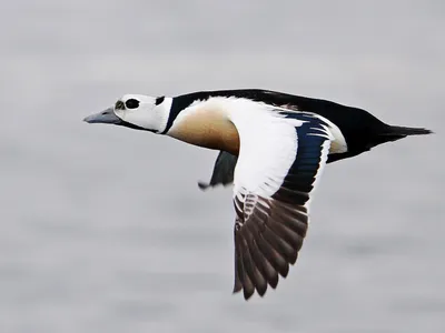 В краю непуганых птиц: мир гаги-гребенушки 2016-07-06. Birds of Siberia.