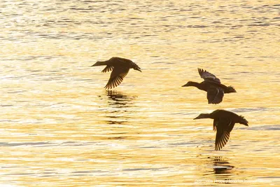 В краю непуганых птиц: мир гаги-гребенушки 2016-07-06. Birds of Siberia.