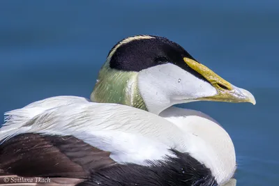 В краю непуганых птиц: мир гаги-гребенушки 2016-07-06. Birds of Siberia.