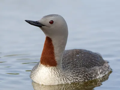 Краснозобая гагара - eBird