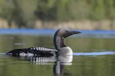 Любители птиц - Чернозобая #гагара / Black-throated loon (лат. Gavia  arctica) — птица из рода гагар (Gavia). Автор снимка: Erkko Badermann  (@erkkob) Локация: Национальный парк «Реповеси» (Repovesi), #Финляндия  #Фото #birdslovers #птицы #орнитология #