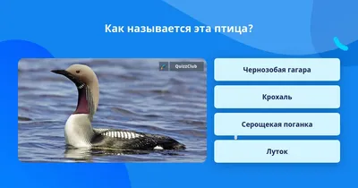 Белошейная гагара - Wikiwand