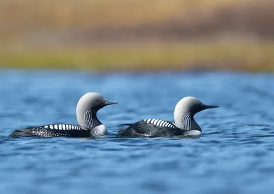 ФотоБлог Торгачкин Игорь Петрович © Igor Torgachkin: Чернозобая гагара /  Gavia arctica / Arctic Loon