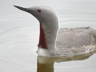 Blackthroated Arctica Gavia Loon, также известный как арктической гагара и  Blackthroated погружение. Фотографии поганковых птица Стоковое Изображение  - изображение насчитывающей вода, биографической: 174784657