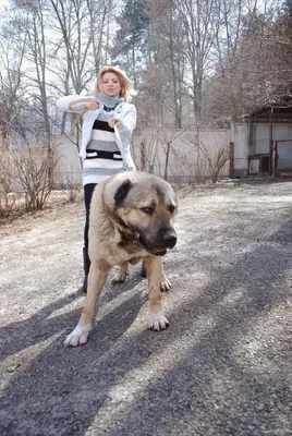 Гампр (Армянский волкодав): 🐕 все о собаке, фото, описание породы, характер