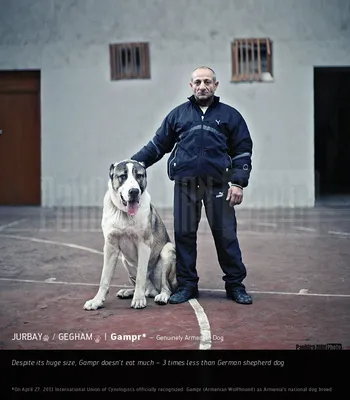 Гампр (Армянский волкодав) -... - Phoenix Tour Armenia | Facebook