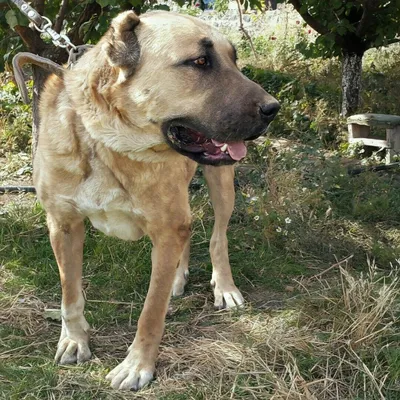 ГАМПР ТИТАН🐾СЧАСТЬЕ В ПРОСТОМ💕САМЫЙ МОЩНЫЙ ВНЕДОРОЖНИК В МИРЕ-ЭТО  РОДНЫЕ,ОНИ ВЫТАЩАТ ИЗ ЛЮБОЙ… | Instagram