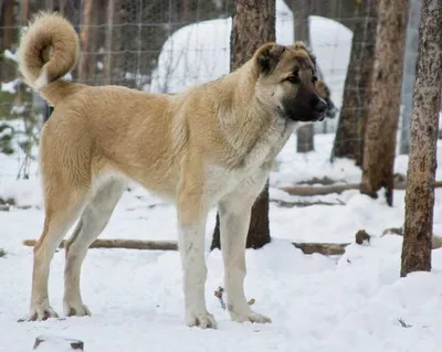 АРМЯНСКИЙ ВОЛКОДАВ ARMENIAN WOLFHOUND (ГАМПР)