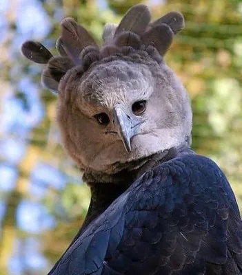 Самая крупная хищная птица в мире - большая гарпия | Rare animals, Harpy  eagle, Beautiful birds