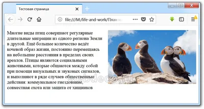 Как вставить картинку в HTML – База знаний Timeweb Community