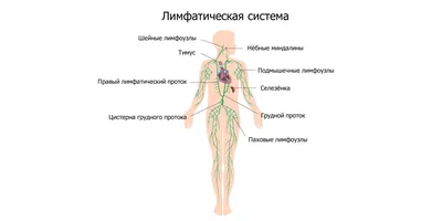 Где находятся лимфоузлы в паху картинки фотографии