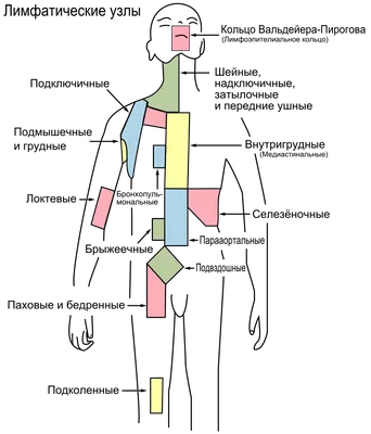 Опасный симптом: если вы заметили увеличение лимфоузлов под мышками, срочно  обратитесь к врачу | Wday.ru | Дзен