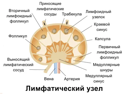 УЗИ подчелюстных лимфоузлов - сделать в Одессе | Амбулатория семейного  доктора