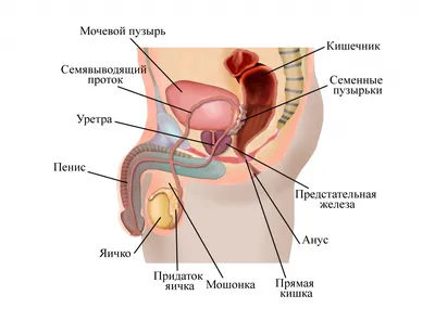 Чем опасна паховая грыжа? Лечение в Киеве.