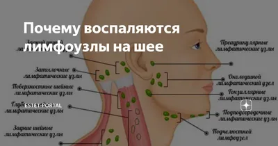 Лимфатические узлы - количество, строение, увеличение лимфоузлов  (лимфоаденопатия)