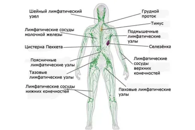 ЛИМФОДИССЕКЦИЯ С NIR-/ICG- ФЛУОРЕСЦЕНТНОЙ ВИЗУАЛИЗАЦИЕЙ ПРИ гИНЕКОЛОгИч