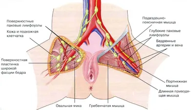 Лимфоузлы в паху: где находятся, почему воспаляются и как лечить