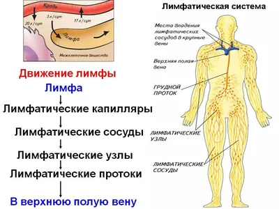 Простатит у собак, лечение - ветцентр Прайд