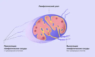 Лимфаденит (воспаление лимфоузлов) у собак | Ветеринарная клиника Берлога