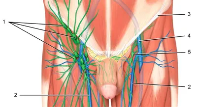 Почему в паху воспаляются лимфоузлы и что с ними делать - Лайфхакер